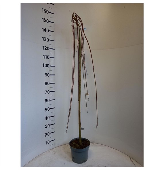 Salix caprea kilmarnock 140cm 23cm Q3088