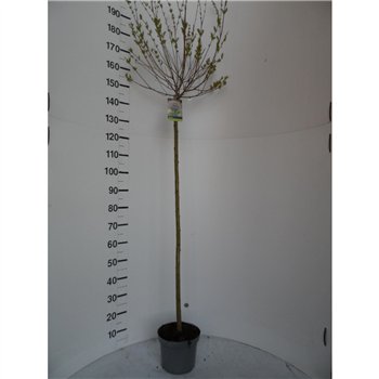 Salix integra hakuro nishiki 160cm 23cm Q3105