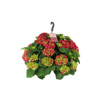 Hortenzija macr  hi fire 27cm Rood Hangplant 20+ Bloem20 fl 45cm 27cm Q3280