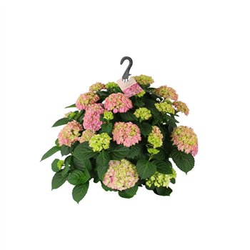 Hortenzija macr  hi river 27cm Roze hangplant 20+ Bloem15 fl 40cm 27cm Q3281