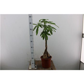 Pachira aquatica 90cm 21cm Q3777