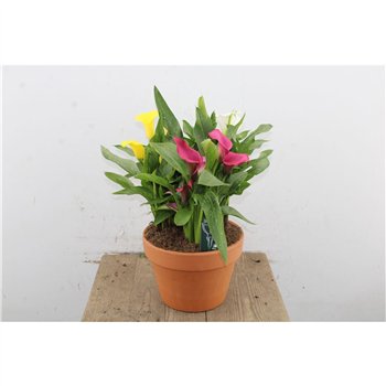 Kala Trio Mix In Terra Cotta 50cm 25cm Q4549