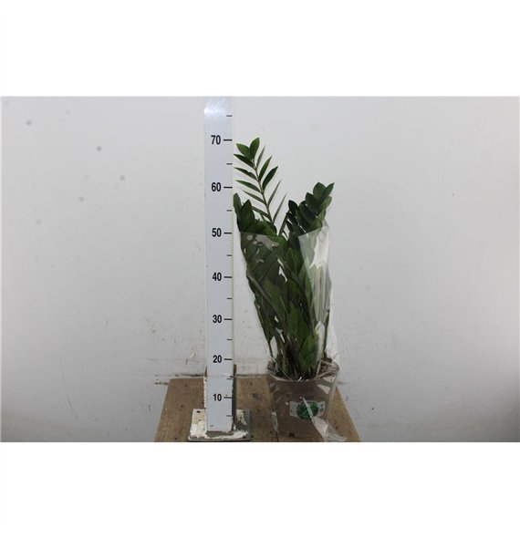 Zamija zamiifolia 65cm 17cm Q4559