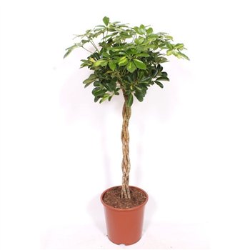 Šeflera arboricola gold capella Gold Capella4 pp 130cm 27cm Q4856