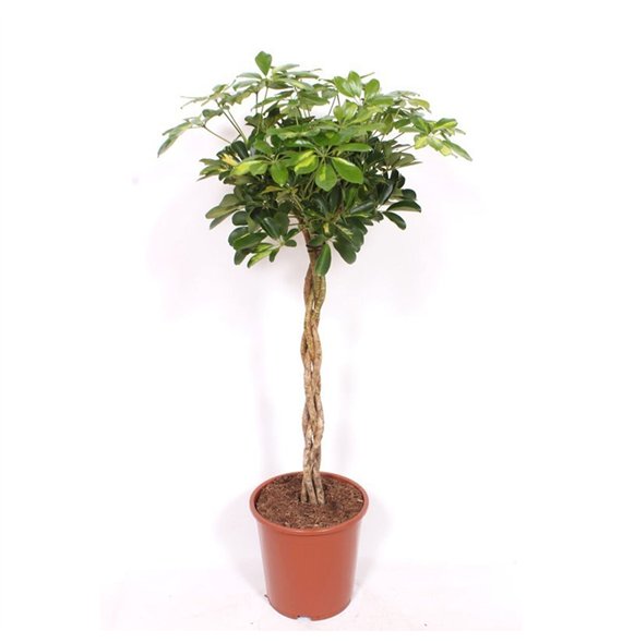 Šeflera arboricola gold capella Gold Capella4 pp 130cm 27cm Q4856