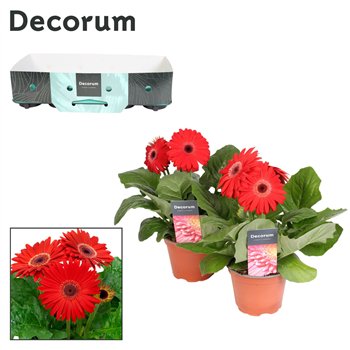 Gerbera flori line rood 2+ fl  12cm (several kleurtinten) Decorum 2 500 22cm 12cm Q3129