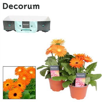 Gerbera flori line oranje 2+ fl 12cm (several kleurtinten) kraag Decorum 2  500 22cm 12cm Q3130