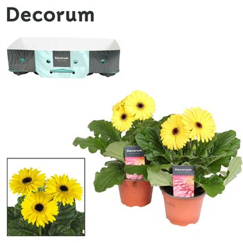 Gerbera flori line geel 2+ fl  12cm (several kleurtinten) with kraag Decorum 2 500 25cm 12cm Q3131