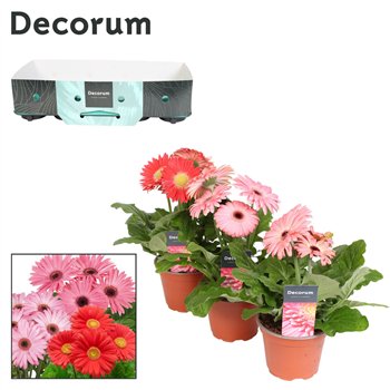 Gerbera flori line roze 2+fl  12cm rose (several kleurtinten) with kraag Decorum 2 fl 500 22cm 12cm Q3133