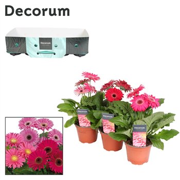 Gerbera flori line paars 2+fl  12cm (div kleurtinten) with kraag Decorum 2 fl 500 22cm 12cm Q3134