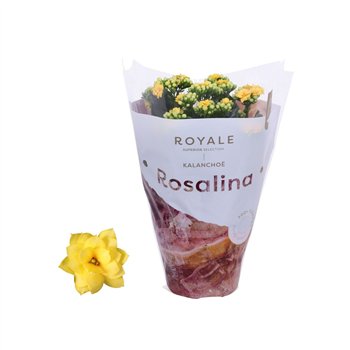 Kalanhoja rosalina don amarillo Royale Amarillo geel 27cm 12cm Q3474