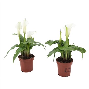 Kala captain fresco 3+ flower Fresco (wit) 3 fl 27cm 11cm Q3634