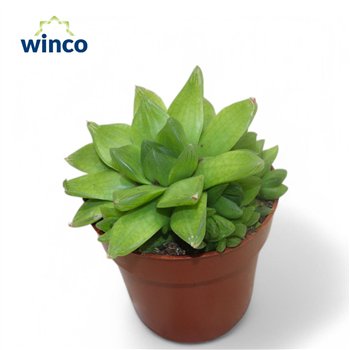 Haworthia cymbiformis 15cm 8.5cm Q1048