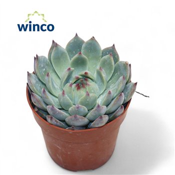 Echeveria Lindsyana1 fl 10cm 8.5cm Q1221