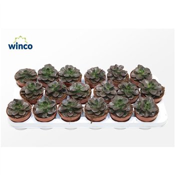 Echeveria Melaco1 fl 18cm 8.5cm Q1223