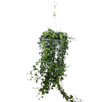 Hedera anna helix Anna - hanging XXL100 cm 20 pp 80cm 24cm Q3151