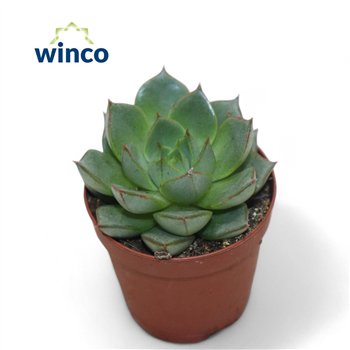 Echeveria Fabiola1 fl 10cm 5.5cm Q1222