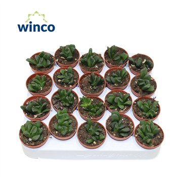 Haworthia Maughanii X Truncata 12cm 5.5cm Q1435