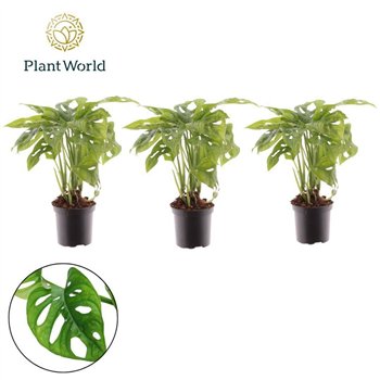 Monstera adansonii Monkey Leaf 7 cm 1 pp 20cm 7cm Q3597