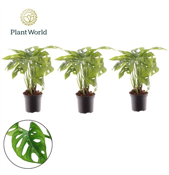 Monstera adansonii Monkey Leaf 7 cm 1 pp 20cm 7cm Q3597