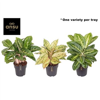 Aglaonema Green Surprise Tray 1 pp 55cm 19cm Q153