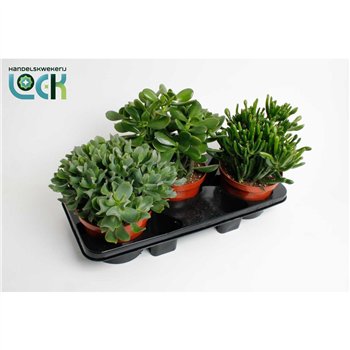 Crassula mix 35cm 17cm Q1047