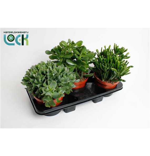 Crassula mix 35cm 17cm Q1047