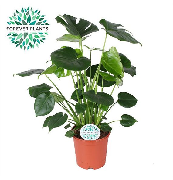 Monstera deliciosa Deliciosa p21 2 pp 80cm 21cm Q3600