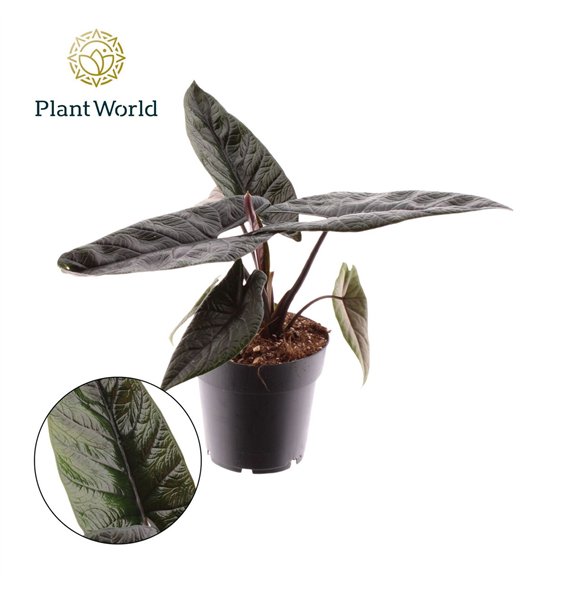 Alokazija scalprum Scalprum 1 pp 30cm 14cm Q203