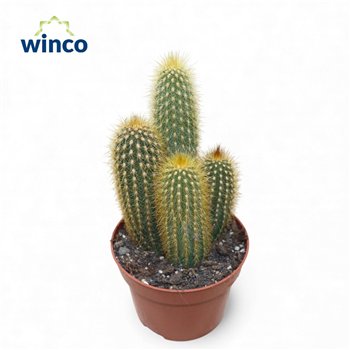 Kaktus Vatricania Guentheri 24cm 12cm Q909