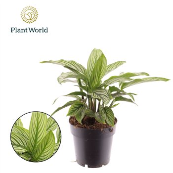 Kalateja Vittata 30cm 14cm Q1855