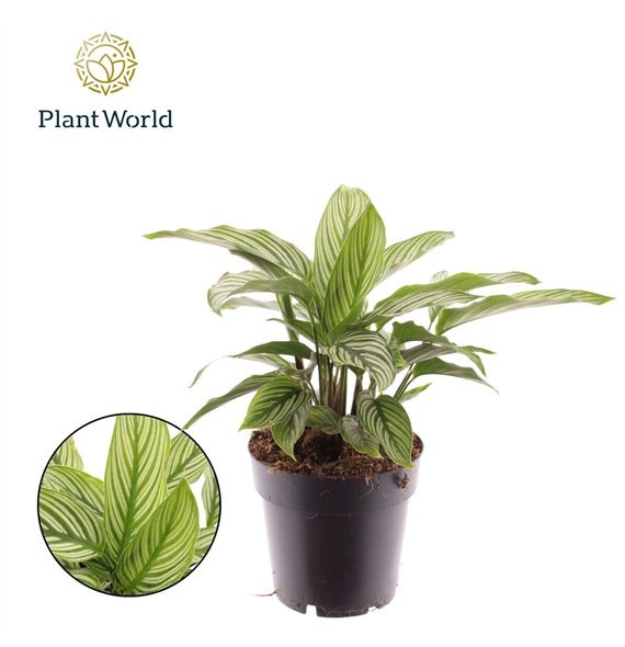 Kalateja Vittata 30cm 14cm Q1855