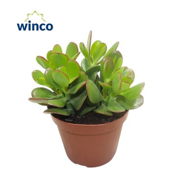 Crassula ovata 20cm 12cm Q1017