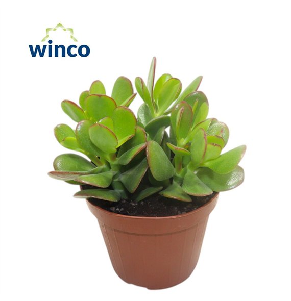 Crassula ovata 20cm 12cm Q1017