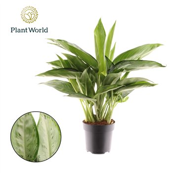 Aglaonema Silverado 2 pp 45cm 17cm Q107