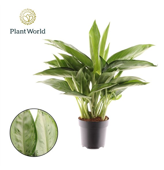 Aglaonema Silverado 2 pp 45cm 17cm Q107