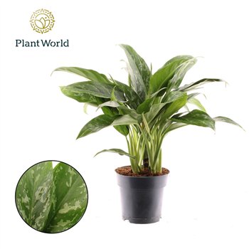 Aglaonema green lady Green Lady 2 pp 55cm 17cm Q168