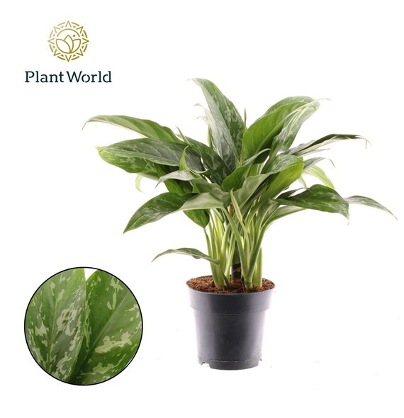 Aglaonema green lady Green Lady 2 pp 55cm 17cm Q168
