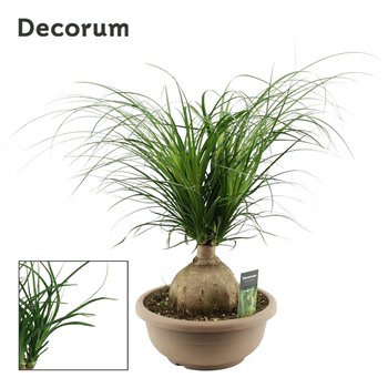 Nolina Beaucarnea recurvata bulb 30 cm (Decorum) 1 stems plnt 65cm 30cm Q648