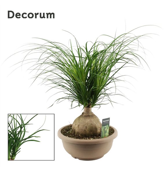Nolina Beaucarnea recurvata bulb 30 cm (Decorum) 1 stems plnt 65cm 30cm Q648