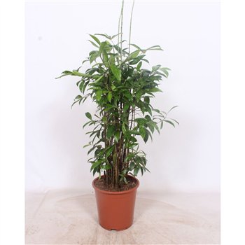 Dracena surculosa Surculosa20 pp 100cm 27cm Q2043