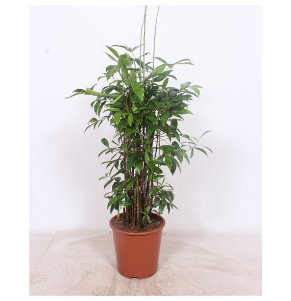 Dracena surculosa Surculosa20 pp 100cm 27cm Q2043