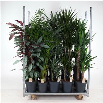 Dracena mixkar Beurs Promo kar 06 1 pp 140cm 27cm Q2334