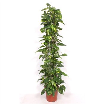 Epipremnum aureum Aureumpp 160cm 27cm Q2377