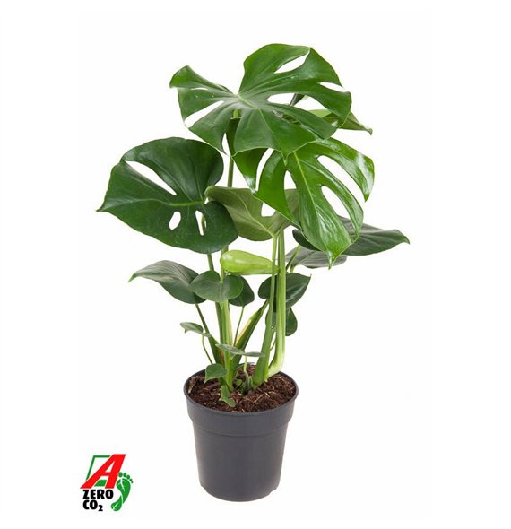 Monstera deliciosa Deliciosa struik P19pp 70cm 19cm Q3396