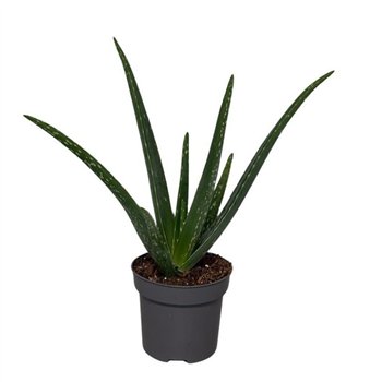 Aloe vera 35cm 12cm Q266