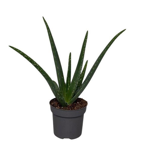 Aloe vera 35cm 12cm Q266