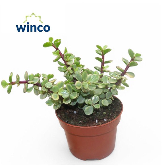 Portulacaria afra variagata Crassula Afra Variegata 15cm 10.5cm Q1958