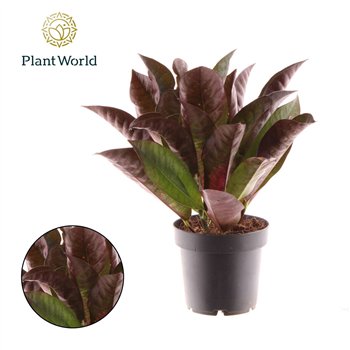 Kroton variegatum mrs iceton Croton Mrs  Iceton kopstek 3-5pp 3 pp 30cm 12cm Q1905