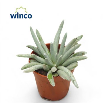 Senecio Scaposuscm other pp overige fl 15cm 5.5cm Q397